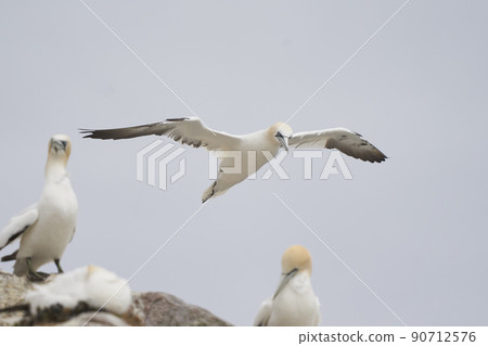 Gannet in flight 90712576