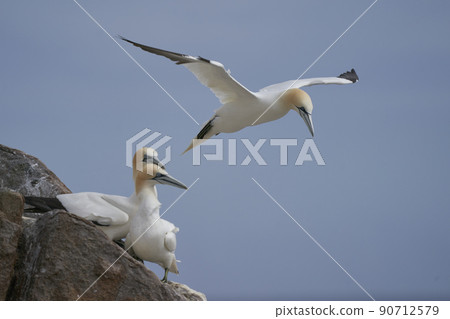 Gannet in flight 90712579
