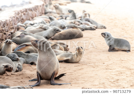 Seal colony at the Skeleton Coast 90713279