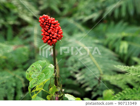 Red fruit of Mom's Shiga Red fruit of Mom's Shiga 90713349