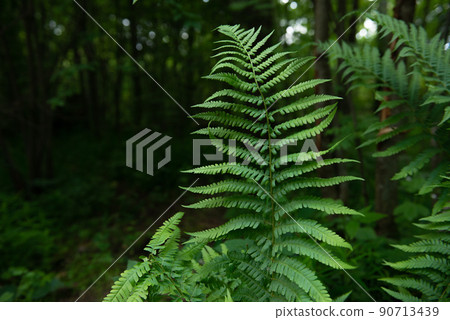 Beautiful fern leaf texture in nature. Natural ferns background Fern leaves Close up ferns nature. 90713439
