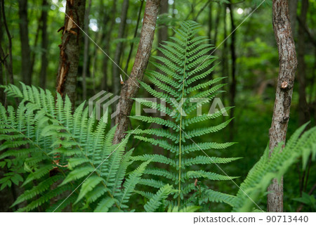Beautiful fern leaf texture in nature. Natural ferns background Fern leaves Close up ferns nature. Beautiful fern leaf texture in nature. Natural ferns background Fern leaves Close up ferns nature. 90713440