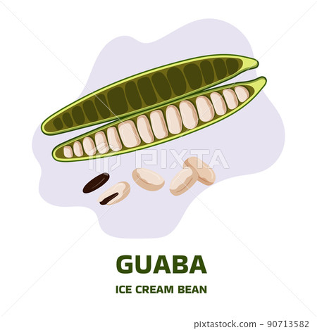 Illustration with tropical fruit guaba, guama Inga edulis, open pods with seeds near it. Pacay pod Ice Cream bean native plant of Ecuador, cuaniquil or joanquiniquil South America Illustration with tropical fruit guaba, guama Inga edulis, open pods with seeds near it. Pacay pod Ice Cream bean native plant of Ecuador, cuaniquil or joanquiniquil South America 90713582