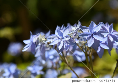 雨季美麗綻放的藍色繡球花形象 90713714