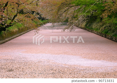 Hirosaki Park, Shimoshiroganecho, Hirosaki City, Aomori Prefecture Hirosaki Castle Outer Moat Sakura Flower Reed and Yoshino Cherry Hirosaki Park, Shimoshiroganecho, Hirosaki City, Aomori Prefecture Hirosaki Castle Outer Moat Sakura Flower Reed and Yoshino Cherry 90713831