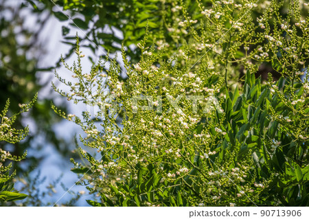 Green leaves of the Ailanthus altissima tree 90713906
