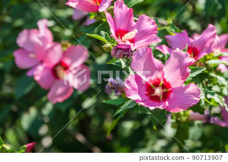 Pink flowers of Hibiscus moscheutos plant close-up. Hibiscus moscheutos, swamp hibiscus, 90713907