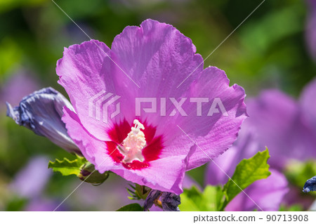 Pink flowers of Hibiscus moscheutos plant close-up. Hibiscus moscheutos, swamp hibiscus, 90713908