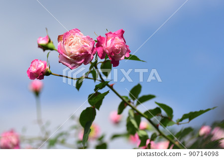 Rose 90714098