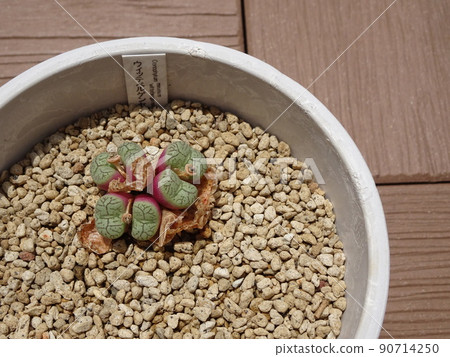 Succulent plant Conophytum genus Wittbergense Moulted and increased Conophytum Photo 90714250
