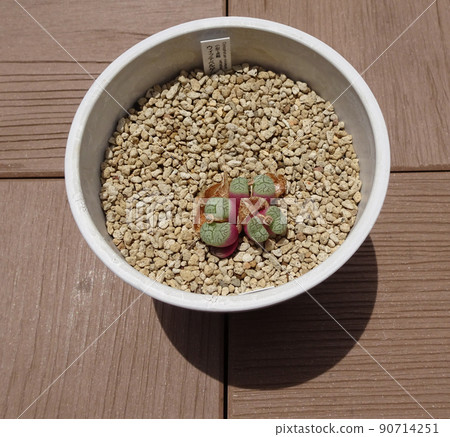Succulent plant Conophytum genus Wittbergense Moulted and increased Conophytum Photo 90714251