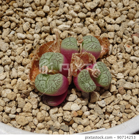 肉質植物 Conophytum 屬 Wittbergense 蛻皮和增加 Conophytum 照片 90714253