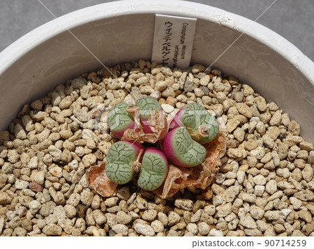 肉質植物 Conophytum 屬 Wittbergense 蛻皮和增加 Conophytum 照片 90714259