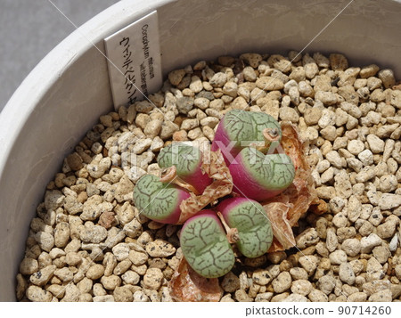 肉質植物 Conophytum 屬 Wittbergense 蛻皮和增加 Conophytum 照片 肉質植物 Conophytum 屬 Wittbergense 蛻皮和增加 Conophytum 照片 90714260