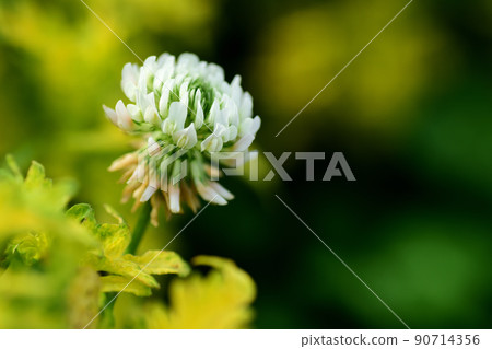 白花三葉草 白花三葉草 90714356