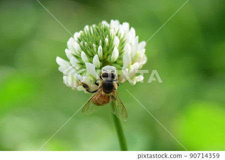 白三葉草,蜜蜂 白三葉草,蜜蜂 90714359
