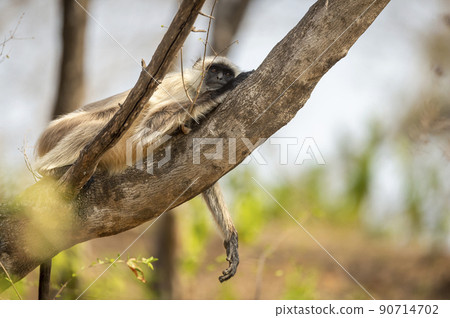 Gray or Hanuman langurs or indian langur or monkey resting or siesta on tree in summer season ungle safari at ranthambore national park forest sawai madhopur rajasthan india - Semnopithecus 90714702