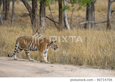 wild bengal female tiger on stroll or walking in scenic background during outdoor jungle safari at kanha national park forest or tiger reserve madhya pradesh india asia - panthera tigris tigris wild bengal female tiger on stroll or walking in scenic background during outdoor jungle safari at kanha national park forest or tiger reserve madhya pradesh india asia - panthera tigris tigris 90714706