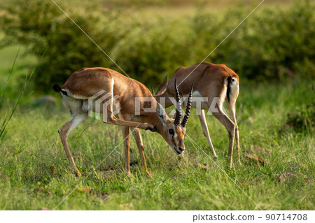 two Chinkara Indian gazelle Antelope animal pair eyes expression grazing grass in monsoon green wildlife safari at ranthambore national park reserve sawai madhopur rajasthan india - Gazella bennettii 90714708