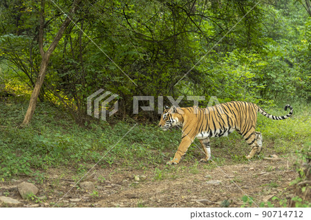 wild bengal female tiger side profile tail up in natural scenic green background in jungle safari at ranthambore national park forest tiger reserve sawai madhopur rajasthan india - panthera tigris wild bengal female tiger side profile tail up in natural scenic green background in jungle safari at ranthambore national park forest tiger reserve sawai madhopur rajasthan india - panthera tigris 90714712