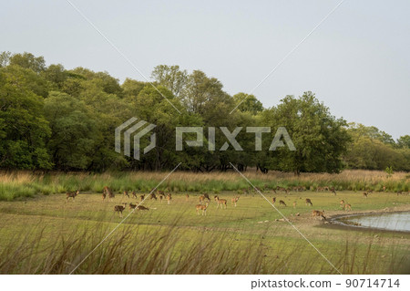 spotted deer chital or axis deer cheetal large herd group or family grazing grass in rajbagh lake field in landscape of ranthambore national park sawai madhopur rajasthan india - axis axis spotted deer chital or axis deer cheetal large herd group or family grazing grass in rajbagh lake field in landscape of ranthambore national park sawai madhopur rajasthan india - axis axis 90714714