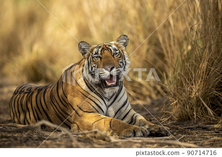 eye level shot of wild female bengal tiger or tigress close up or portrait with eye contact in hot summer season safari at ranthambore national park sawai madhopur rajasthan india - panthera tigris 90714716