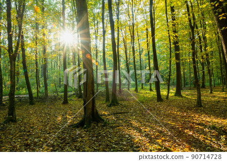 Sun and shadows in a moody forest Sun and shadows in a moody forest 90714728