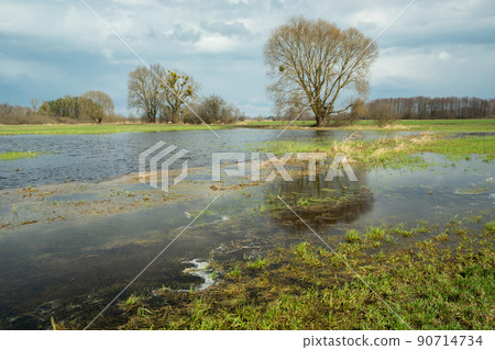 Rainwater on the meadow, trees and cloudy sky 90714734