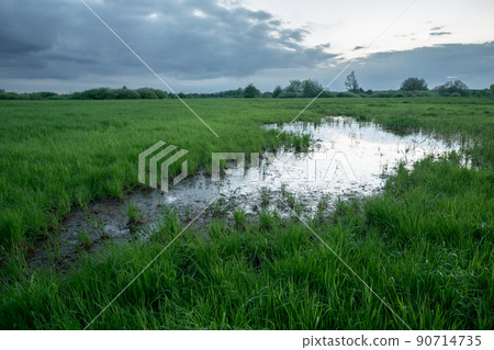 A wet meadow and a cloudy evening sky A wet meadow and a cloudy evening sky 90714735