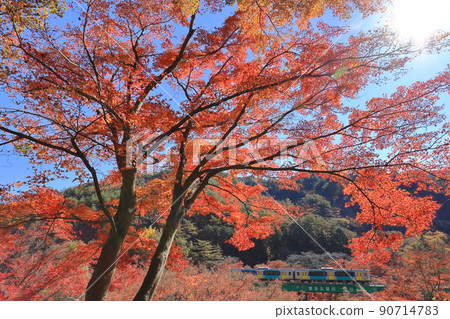 In the height of autumn, the autumn leaves of maples shining bright red through the shining sunlight and the Suigun Line crossing the iron bridge In the height of autumn, the autumn leaves of maples shining bright red through the shining sunlight and the Suigun Line crossing the iron bridge 90714783
