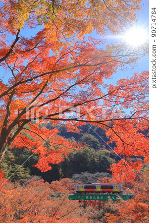 In the height of autumn, the maple that shines bright red through the sunlight and the cute local line that crosses the iron bridge, Yamatsuriyama In the height of autumn, the maple that shines bright red through the sunlight and the cute local line that crosses the iron bridge, Yamatsuriyama 90714784