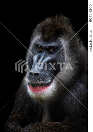 Portrait of Drill monkey, Mandrillus leucophaeus. Monkey head isolated and black background. 90714860