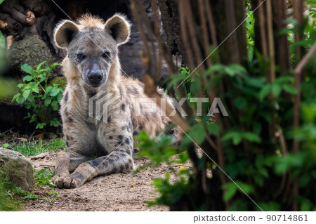 Spotted hyena (Crocuta Crocuta) lying in the grass. 90714861