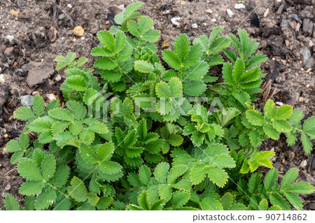 Agrimonia, Eupatoria, is an important medicinal plant with yellow flowers. It is a beautiful perennial plant and is also used in medicine. 90714862