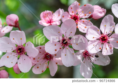 Cherry blossom branch in spring Cherry blossom branch in spring 90714866
