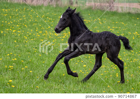 Black foal gallops across the meadow. Warlander, cross between Friesian and Andulusian horse. 90714867