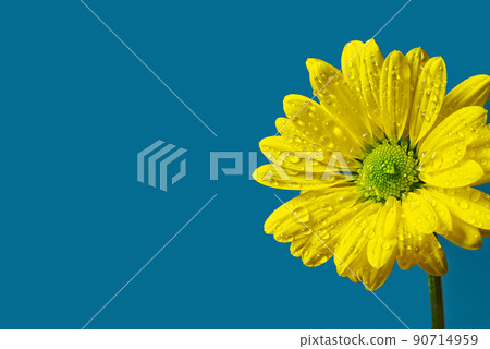 Single fresh yellow chrysanthemum, close-up shot, yellow daisies flowers isolated on Turkish color background. 90714959