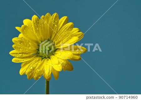 Single fresh yellow chrysanthemum, close-up shot, yellow daisies flowers isolated on Turkish color background. 90714960