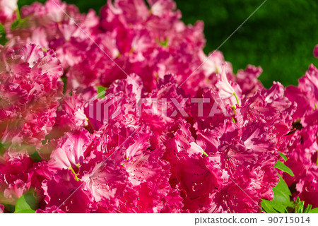 Rhododendron blooming flowers in the spring garden. Pacific rhododendron or California rosebay evergreen shrub. Beautiful pink Rhododendron close up Rhododendron blooming flowers in the spring garden. Pacific rhododendron or California rosebay evergreen shrub. Beautiful pink Rhododendron close up 90715014