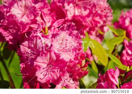 Rhododendron blooming flowers in the spring garden. Pacific rhododendron or California rosebay evergreen shrub. Beautiful pink Rhododendron close up Rhododendron blooming flowers in the spring garden. Pacific rhododendron or California rosebay evergreen shrub. Beautiful pink Rhododendron close up 90715019