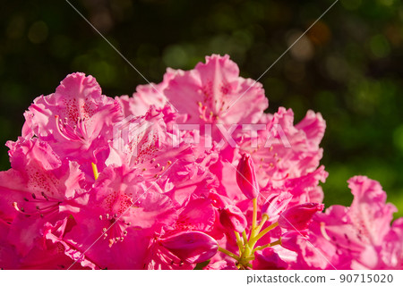 Rhododendron blooming flowers in the spring garden. Pacific rhododendron or California rosebay evergreen shrub. Beautiful pink Rhododendron close up Rhododendron blooming flowers in the spring garden. Pacific rhododendron or California rosebay evergreen shrub. Beautiful pink Rhododendron close up 90715020