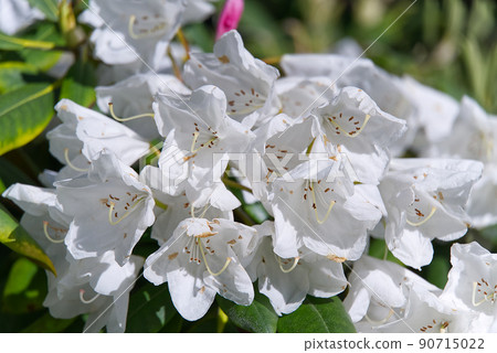 white rhododendrons close-up. Delicate white azalea Rhododendron flowers. Landscape design. white rhododendrons close-up. Delicate white azalea Rhododendron flowers. Landscape design. 90715022