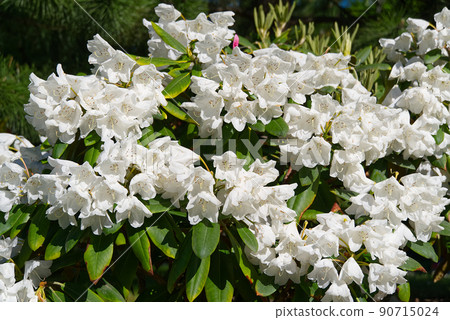 white rhododendrons close-up. Delicate white azalea Rhododendron flowers. Landscape design. white rhododendrons close-up. Delicate white azalea Rhododendron flowers. Landscape design. 90715024