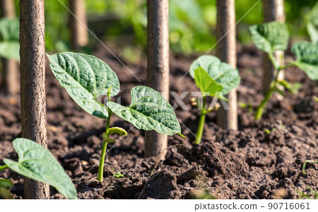 Young sprouts of asparagus beans in a row after germination. Organic home farming. Selective focus Young sprouts of asparagus beans in a row after germination. Organic home farming. Selective focus 90716061