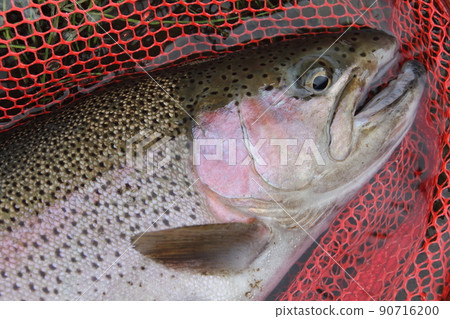 Hokkaido Eastern Stream Large Rainbow Trout Female 60cm+ 90716200