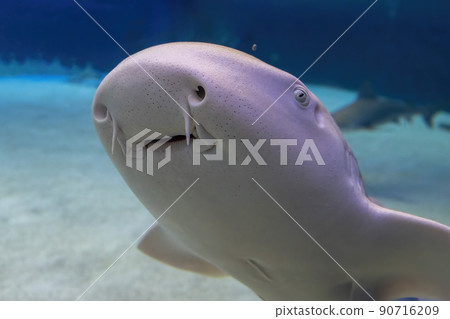 Zebra shark mouth detail close up looking at you 90716209