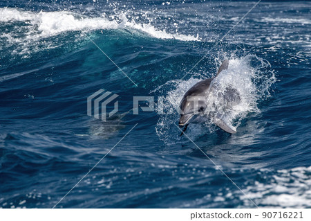 tursiop bottlenose dolphin jumping in mediterranean Genoa Ligurian sea 90716221