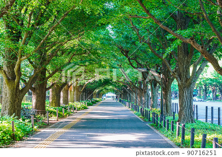 Fresh green Jingu Gaien Ginkgo trees (Minato-ku, Tokyo, Shinjuku-ku) Fresh green Jingu Gaien Ginkgo trees (Minato-ku, Tokyo, Shinjuku-ku) 90716251
