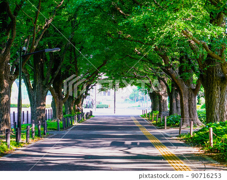 Fresh green Jingu Gaien Ginkgo trees (Minato-ku, Tokyo, Shinjuku-ku) Fresh green Jingu Gaien Ginkgo trees (Minato-ku, Tokyo, Shinjuku-ku) 90716253