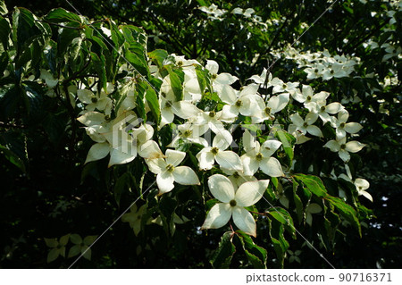 Bukhansan. National Park. Bogukmun. Kalbawi. Samgaksan. Bohyeonbong Bukhansan. National Park. Bogukmun. Kalbawi. Samgaksan. Bohyeonbong 90716371